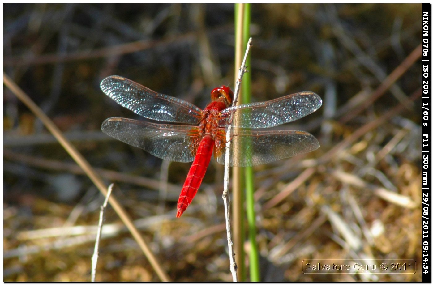 Crocothemis erythraea ♂, Primo piano e...